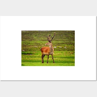 Highland Stag Posters and Art